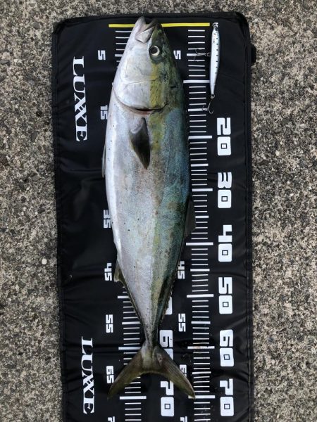 久しぶりのメジロ