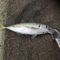 サーフアジング