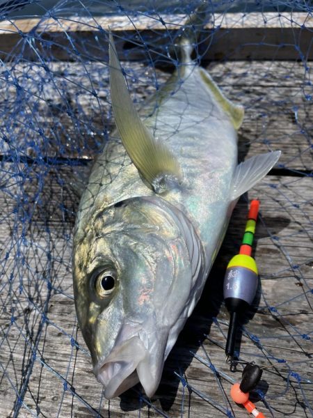 海上釣堀でウキの誘い