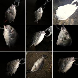 チヌハンターパート13