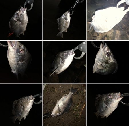 チヌハンターパート13