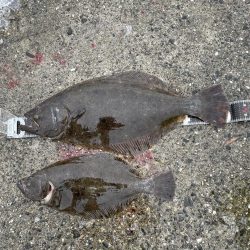 ヒラメとその他