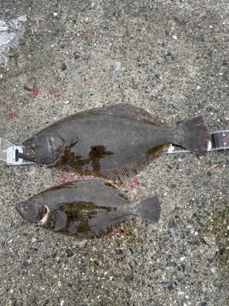 ヒラメとその他