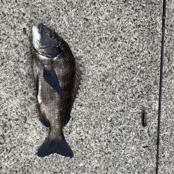 芦屋浜、チヌトップでチヌ上がりました