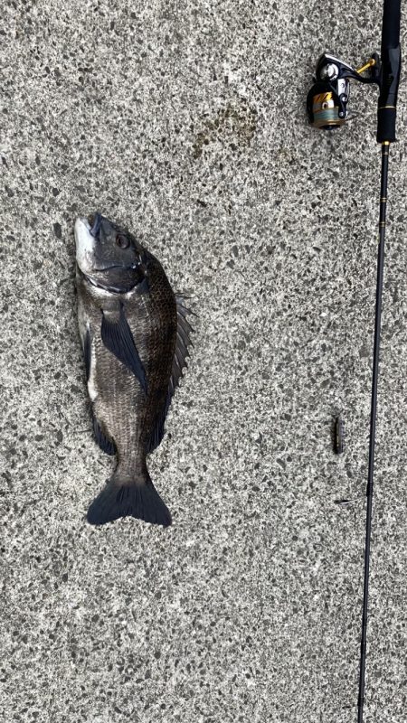 芦屋浜、チヌトップでチヌ上がりました