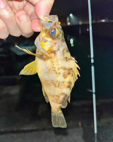 尾鷲のライトゲーム