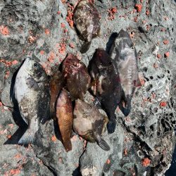 餌取りたくさん