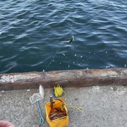 サビキ釣り