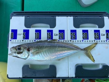 泉州丸さんで五目