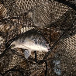 チヌハンターパート12