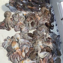 伊勢湾奥タコ釣り