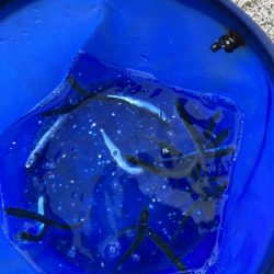 カタクチイワシがたくさん