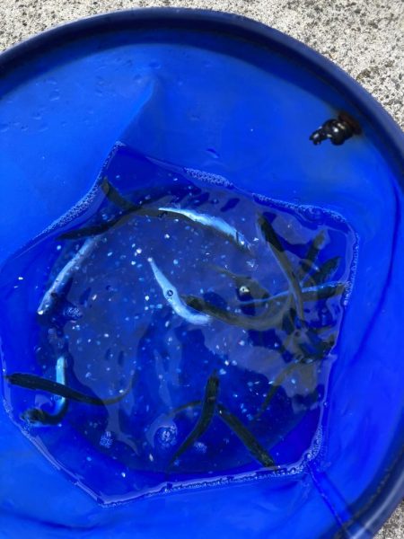 カタクチイワシがたくさん