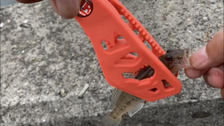 名古屋港でキス釣り