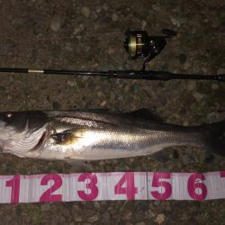 フェザーシーバス！