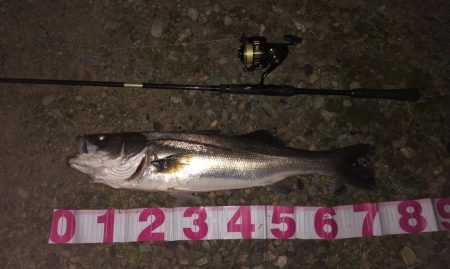 フェザーシーバス！