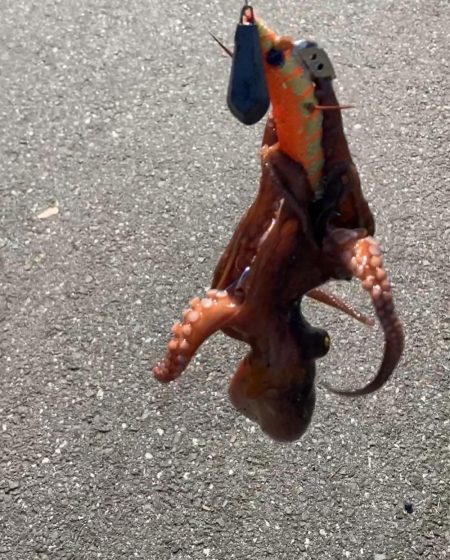 タコ釣り