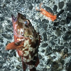 深日漁港DEボトムチョンチョン