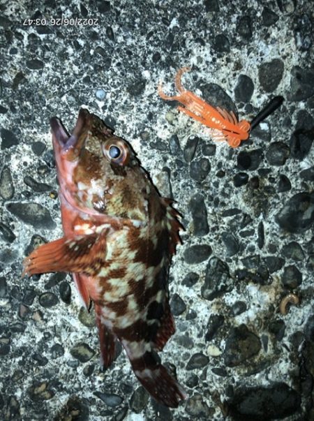 深日漁港DEボトムチョンチョン