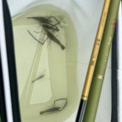 初のテナガエビ