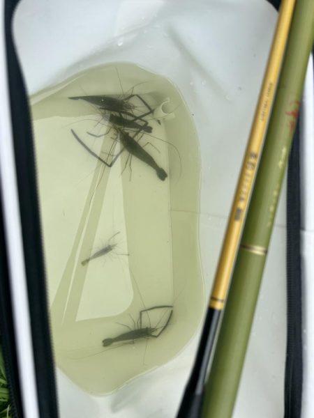 初のテナガエビ