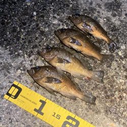 梅雨メバル始めました♪