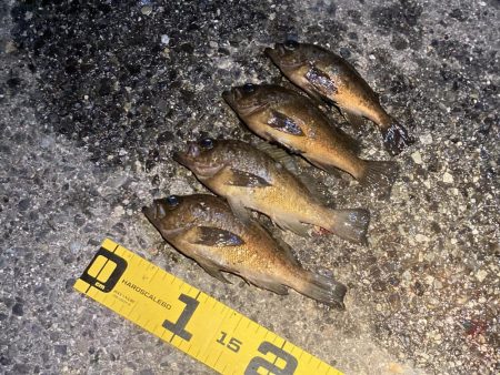 梅雨メバル始めました♪