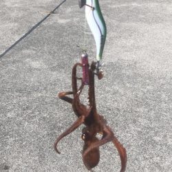 今期はじめてのタコ