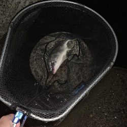 チヌハンターパート11