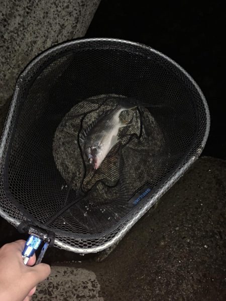 チヌハンターパート11