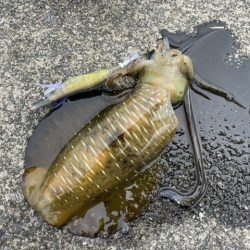 春イカ狙い