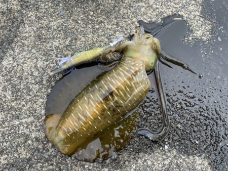 春イカ狙い