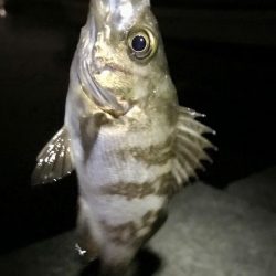 ジグ単メバリング