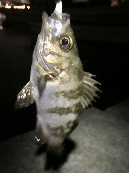 ジグ単メバリング