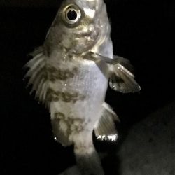 ジグ単メバリング