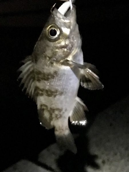 ジグ単メバリング