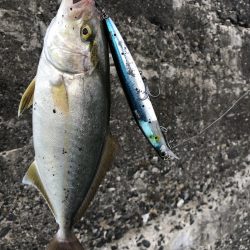 四国南西部遠征