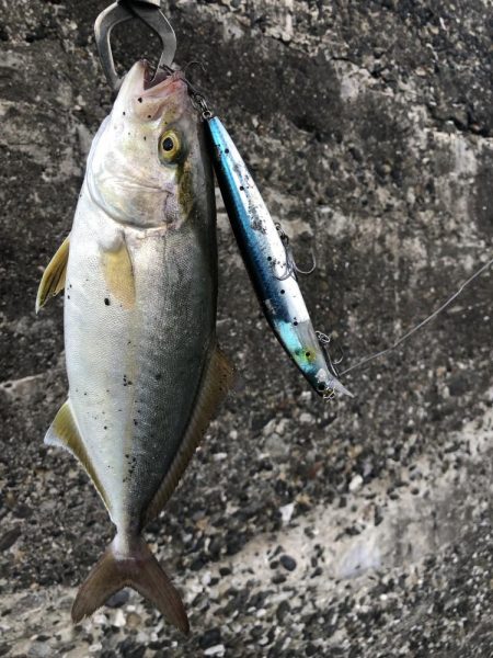 四国南西部遠征