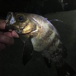 たかたかの釣り日記