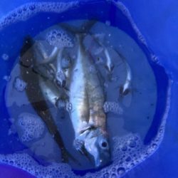 今年最初のサビキ釣り