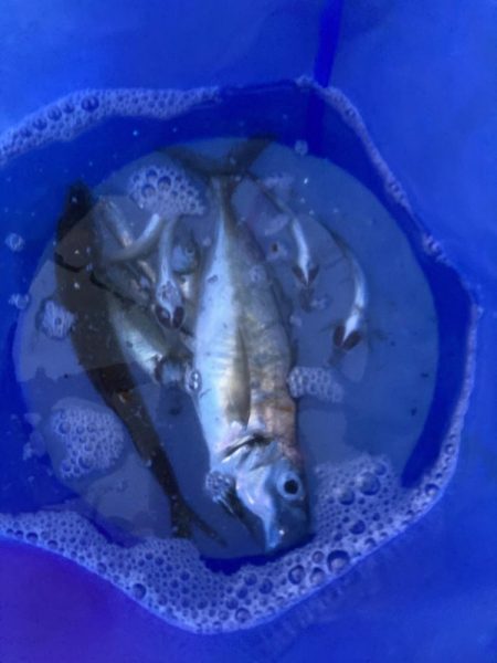 今年最初のサビキ釣り