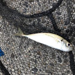 アジング 低活性