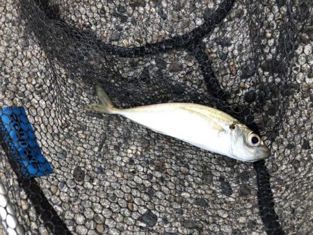 アジング　低活性