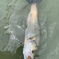 淀川ウェーディング(デイゲーム)