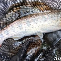 相変わらずの超渇水