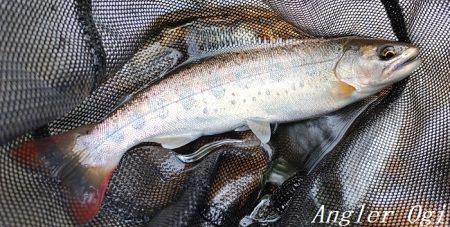 相変わらずの超渇水