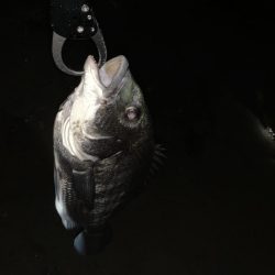 チヌハンターパート8