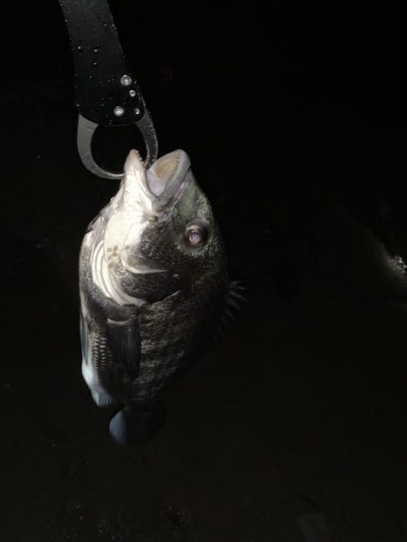 チヌハンターパート8