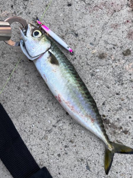 まさかの小サバヒット。