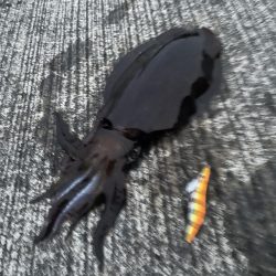 デフレエギでも春イカ